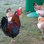 Lackenbauer