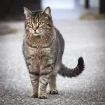 Lackenbauer Muggenau