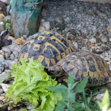 Lejlighed Lackenbauer