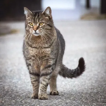 Lackenbauer Muggenau