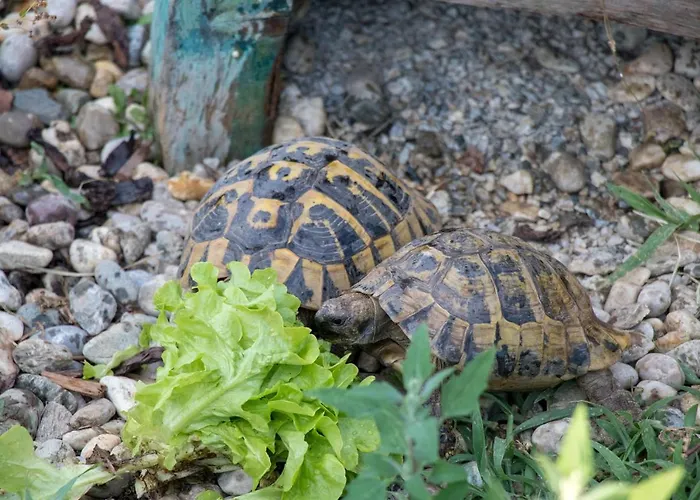 Apartment Lackenbauer