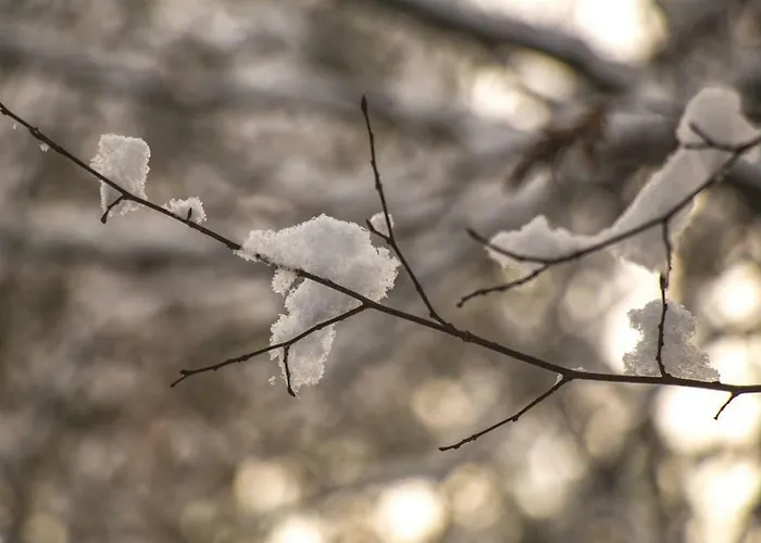 Lackenbauer Muggenau