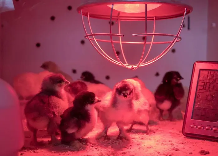 Lackenbauer * Muggenau