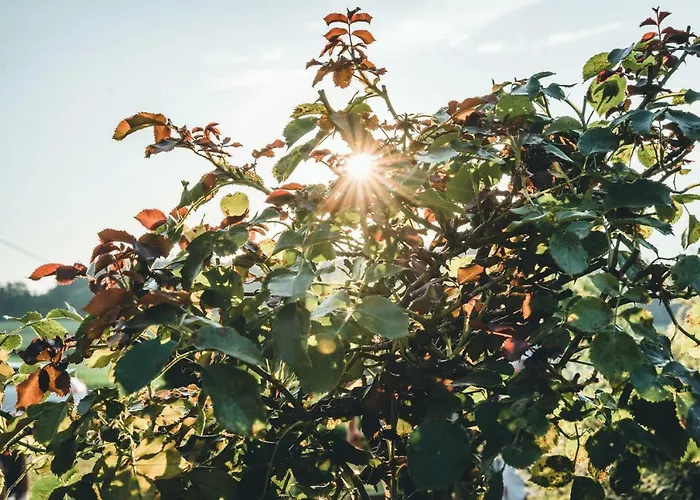 Lackenbauer Muggenau