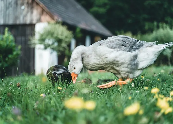 Apartment Lackenbauer